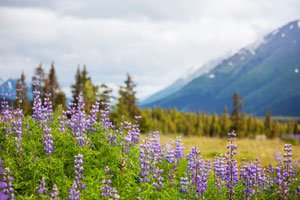 Fairbanks Area Billboard Rates